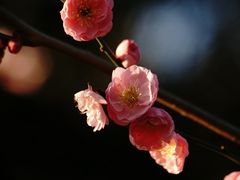 -香雪海