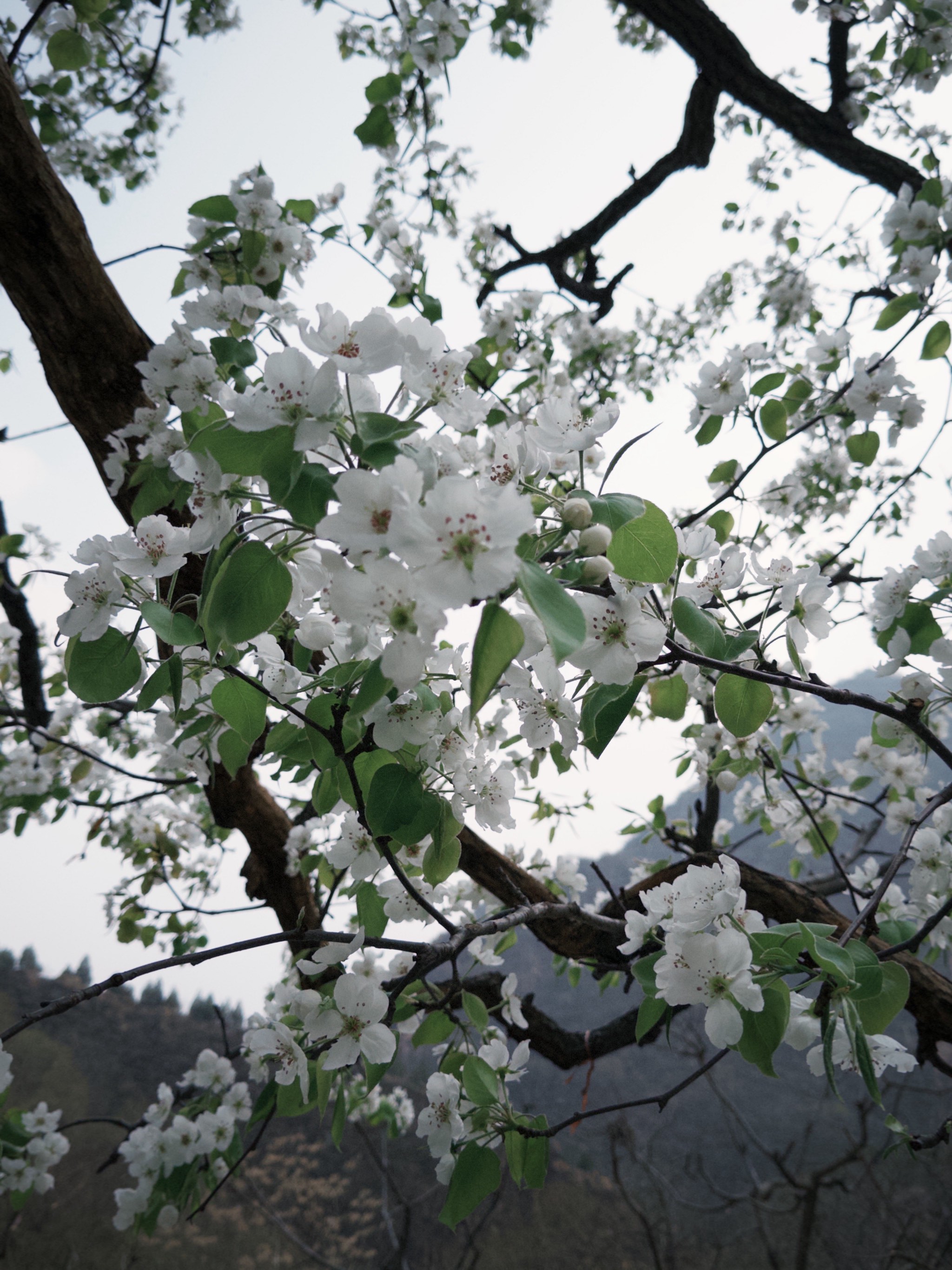 一枝梨花压海棠青木源图片