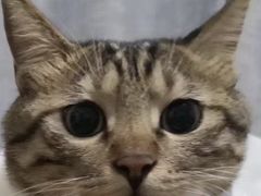 -攀枝花·任德琼·盐边羊肉米线