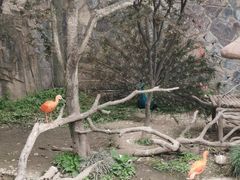 -上海野生动物园