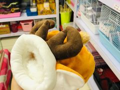 -钓仓鼠(洋桥北里小区店)