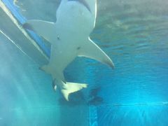 -北戴河圣蓝海洋公园