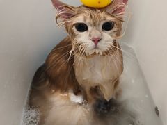 -帕帕拉兹宠物(亚洲旗舰店)