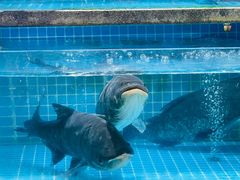 -梦都海鲜酒家(万达广场江桥店)