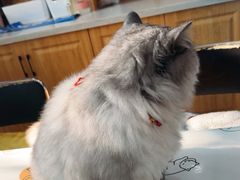 -佑安动物医院·全科·内窥镜中心(幸福巷店)