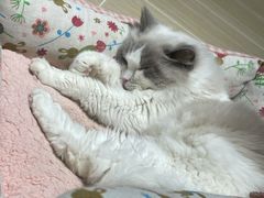 -momokira米努特·德文卷毛猫·棉花面纱犬