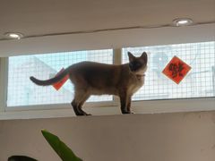-李小姐の猫咖啡馆(五角场店)