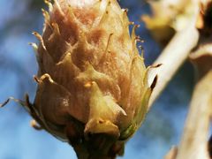 -北京西山国家森林公园