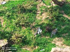 -合肥野生动物园