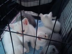 -天使宠物医院·犬猫分诊(彩虹店)