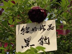 -神州牡丹园