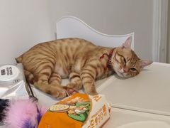-伟伟宠物医院·瑞派猫友好医院·猫科(光谷店)