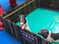 -上海崇明金茂凯悦酒店