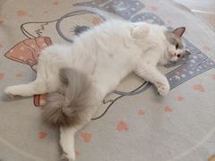 -有喵·猫咖·狗咖·40+猫狗有小奶狗(岗厦店)