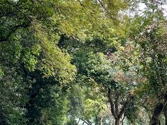 -西樵山风景名胜区-天湖公园