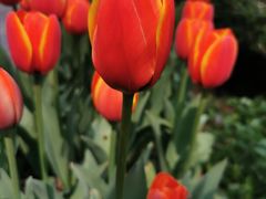 -昆山城市生态森林公园