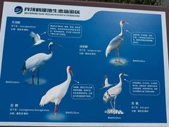 -盐城丹顶鹤湿地生态旅游区