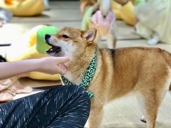 -逗柴咖啡屋·狗咖猫咖宠物桌游