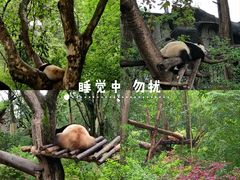 -成都大熊猫繁育研究基地