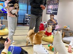 -逗柴咖啡屋·狗咖猫咖宠物桌游