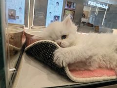 -babydoll猫舍·米努特·德文·缅因(久光中心店)