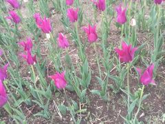 -长春公园(普阳街道)