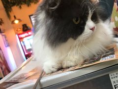 -李小姐の猫咖啡馆(五角场店)