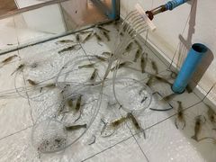 -芭提雅Amporn Seafood自助餐厅