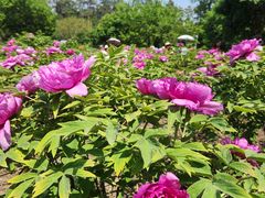 -黑龙江省森林植物园
