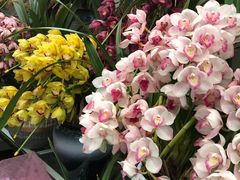 -金陵花卉交易市场