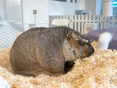 -怪兽屋·羊驼·猫咖·狗咖(俊华广场店)