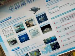 -广东惠东海龟国家级自然保护区
