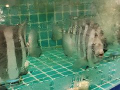 -坛南湾阿强农家乐.海鲜大排档老字号(福州地标美食店)