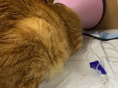 -联合动物医院(光谷诊疗中心)