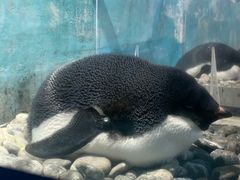 -海合安天津极地海洋公园