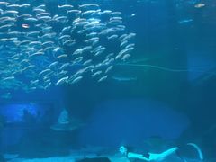 -成都浩海立方海洋公园