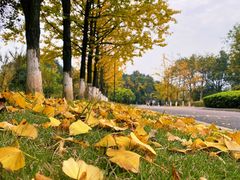 -铁山坪森林公园