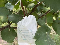 -马陆小张葡萄园农家乐