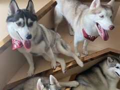 -Husky Go! 哈士奇体验馆·宠物咖啡厅狗咖