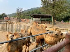 -无锡动物园·太湖欢乐园