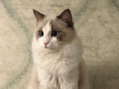 -猫大福·Fortune Cat猫舍(百子湾店)