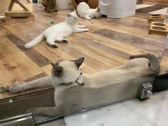 -袖虎·猫馆(体育西路店)