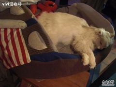 -Babycat私家御饼屋(龙头路一店)