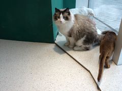 -飞行喵MR PILOT|猫舍·猫咖(静安大融城店)
