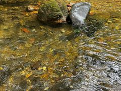 -鼎湖山风景区