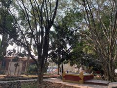 -瑞丽独树成林风景区