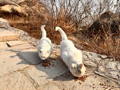 -北京凤凰岭