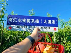 -南汇水蜜桃采摘(大团店)