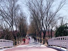 -大兴滨河森林公园