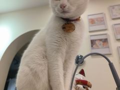 -柚子猫舍·精品猫舍购猫·猫咪认养·购宠·宠物店